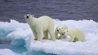 pic for Polar Bear And Cubs On Iceberg 